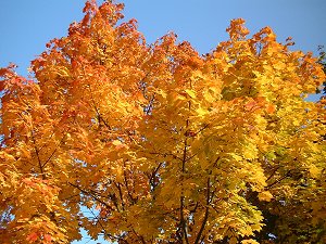 Herbstlich bunter Baum