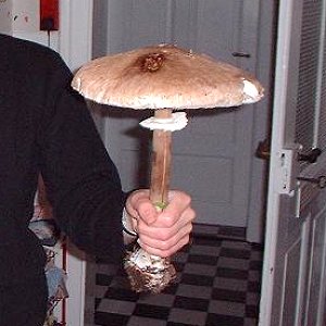 Parasol-Pilz
