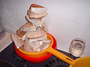 Parasol-Pilze