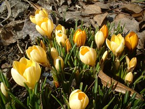 Die ersten Krokusse im Garten