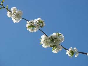 Kirschblüten Kirschblüten