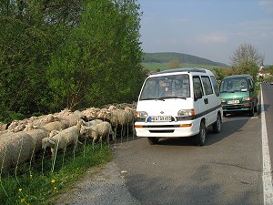 Zwei Vierrädler, viele Vierbeiner