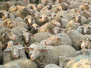 Fränkische Schafe auf thüringischer Wiese