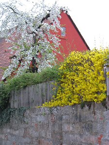 Frühling in Fürth-Dambach