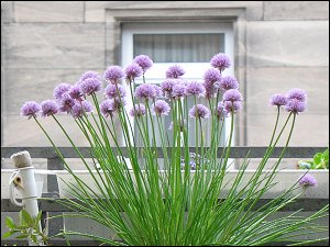 Schnittlauch auf dem vorderen Balkon