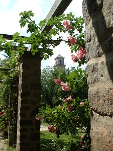 Rosen im Stadtpark