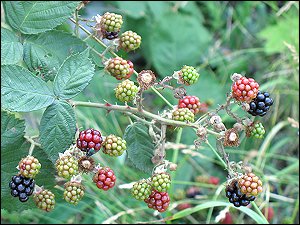 Brombeeren am Schrebergarten