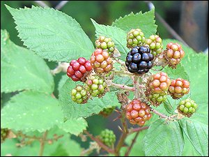 Brombeeren am Schrebergarten