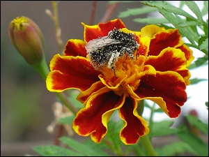 Hummel im Einsatz