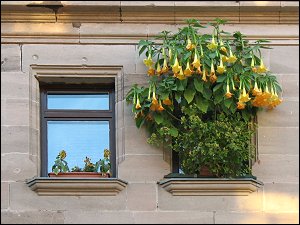Blumenfenster in der Neumannstraße Blumenfenster in der Neumannstraße