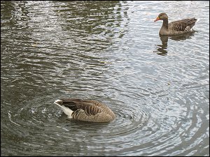 Gänse im Fürther Stadtpark