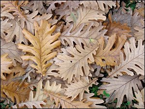 Herbstlaub im Fürther Stadtpark