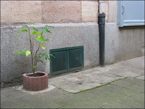 Hinterhof-Begrünung (Fürth, Theaterstraße)