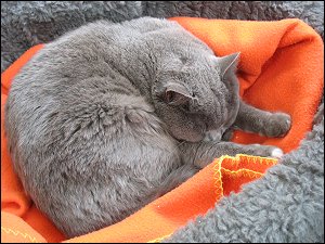 Dösende, mausgraue Katze