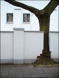 Ein Baum in Nürnberg