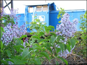 Flieder an des zonebattler's Garten