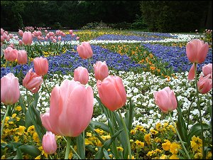 Blumenmeer im Stadtpark