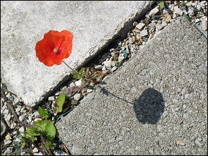 Mohnblume am Rednitzufer Mohnblume am Rednitzufer