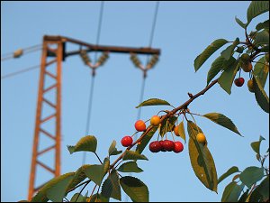 Kirschen aus des zonebattler's Schrebergarten