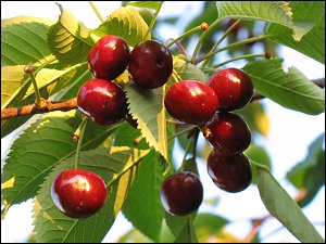 Kirschen an zonebattler's einzigem Kirschbäumchen