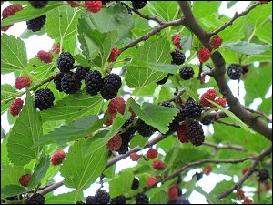 Maulbeeren am Garten