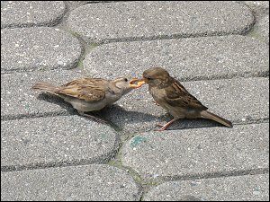 Nachwuchsfütterung bei Spatzens