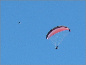 Gleitschirmflieger und Vogel, Ausschnittvergrößerung Gleitschirmflieger und Vogel, Ausschnittvergrößerung