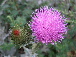 Blühende Distel in der Karolinenstraße