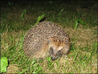 Igel im Fürther Stadtpark auf nächtlicher Patrouille