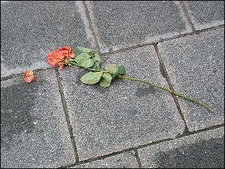 weggeworfende Rose vor dem Nürnberger Hauptbahnhof