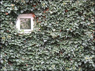 Hauswand in einem versteckt gelegenen Fürther Hinterhof