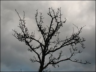 Baum im Steiner Wiesengrund, an Orson Welles' Shakespeare-Verfilmung erinnernd