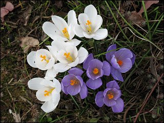 Krokusse in zonebattler's Schrebergarten