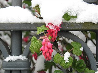 Schneedecke in der Karolinenstraße