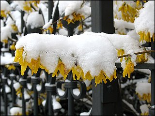 Schneedecke in der Karolinenstraße