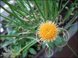 Blüte ohne Blütenblätter