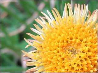 Blüte ohne Blütenblätter