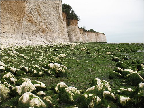 weiße Kreideklippen nördlich von Dover