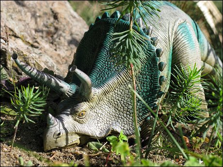 ein eher schlecht draufer Triceratops