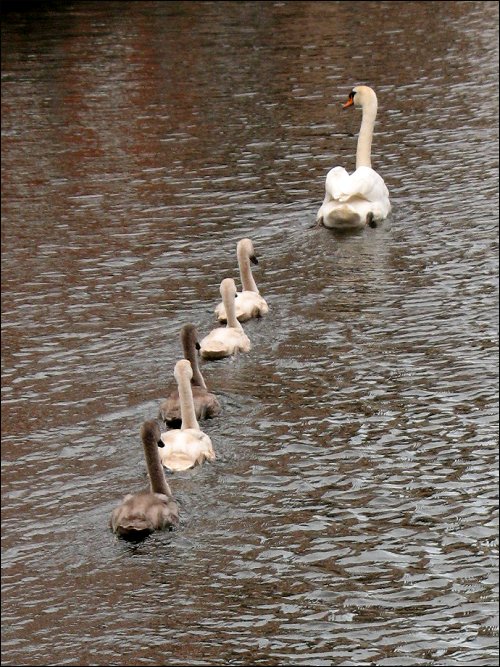 Eine Schwanenarmada in belgischen Hoheitsgewässern