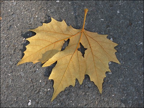 Ein Blatt mit Augen