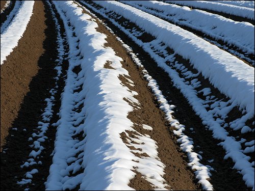 winterliches Spargelfeld bei Stein im Landkreis Fürth