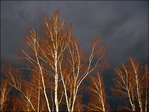 Birken am Hainberg vor dunkler Schneewolkenfront