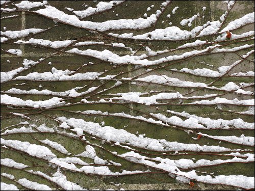 Schneereste auf Rankpflanzen im Nürnberger Stadtmauergraben