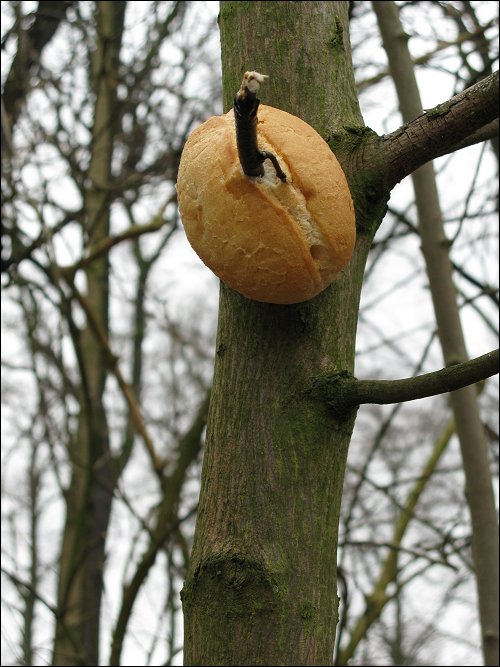 von unbekannter Schelmenhand aufgespießtes Brötchen