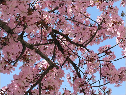 Frühling auf dem Nürnberger Klarissenplatz