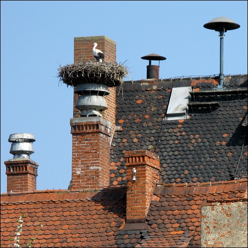 Storchennest in Vach