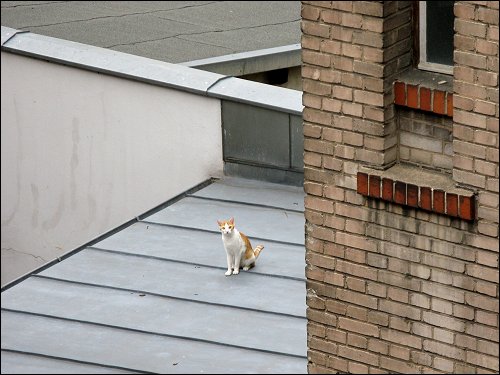 Katze auf dem -kalten- Blechdach im benachbarten Hinterhof