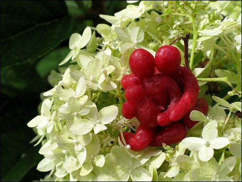 von Jenni Beyer aus Babybel-Wachs geformte Figur