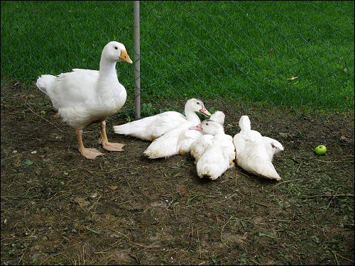 alleinerziehende Gans nebst Nachwuchs